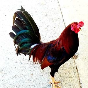 Meet your Posher, Javier